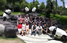 Dujiangyan Panda Base Volunteer Experience Full Day Tour