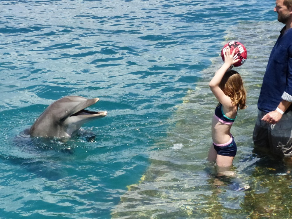 A Dolphin Moment at Coral World