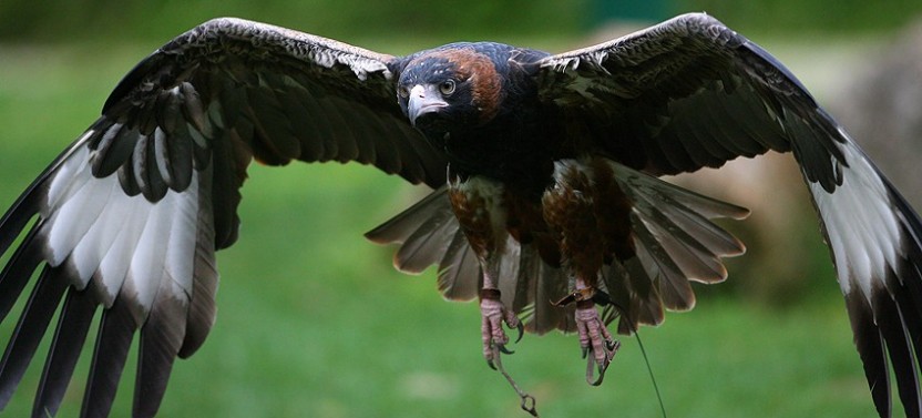 Yarra Valley Wildlife & Wine Day Tour