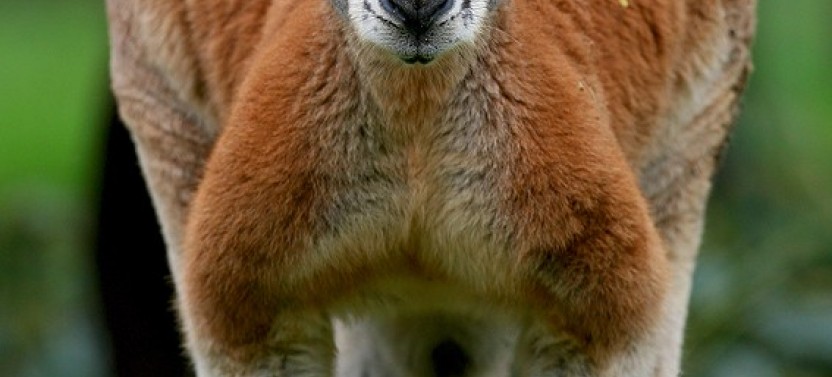 Yarra Valley Wildlife & Wine Day Tour