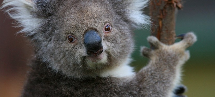 Yarra Valley Wildlife & Wine Day Tour