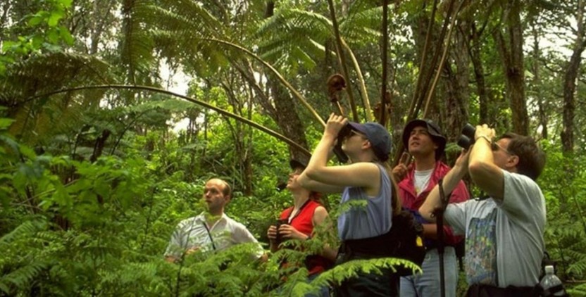 Bird Watching In Corazon Del Bosque, Nearby Panajachal