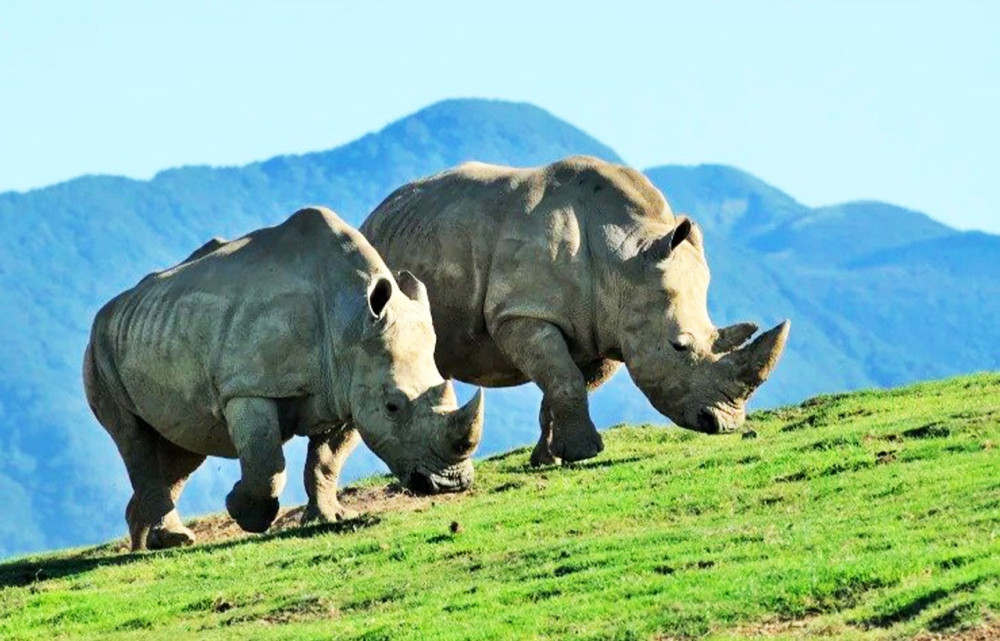 Kyushu Oita Yufuin, Nature Animal Park One-Day Tour