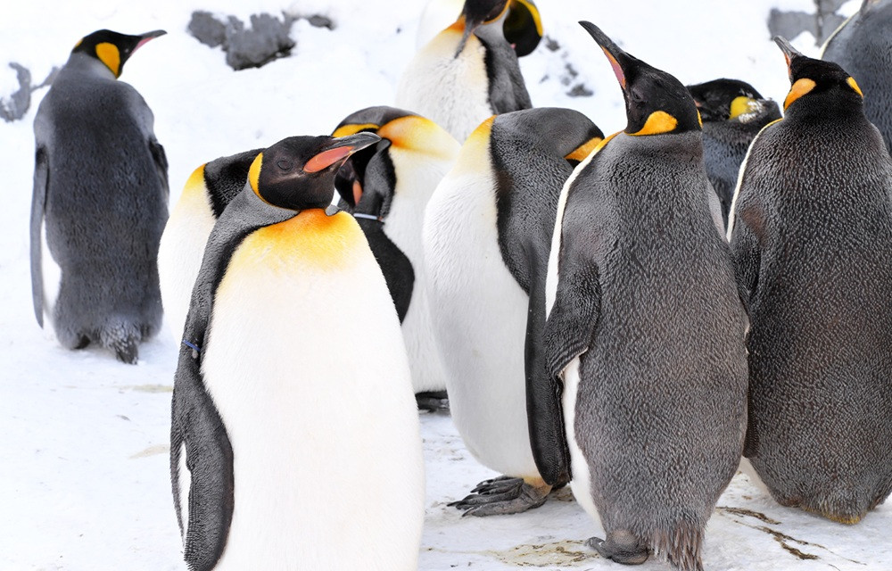 Hokkaido Asahiyama Zoo, Biei Blue Pond & Ningle Terrace Tour