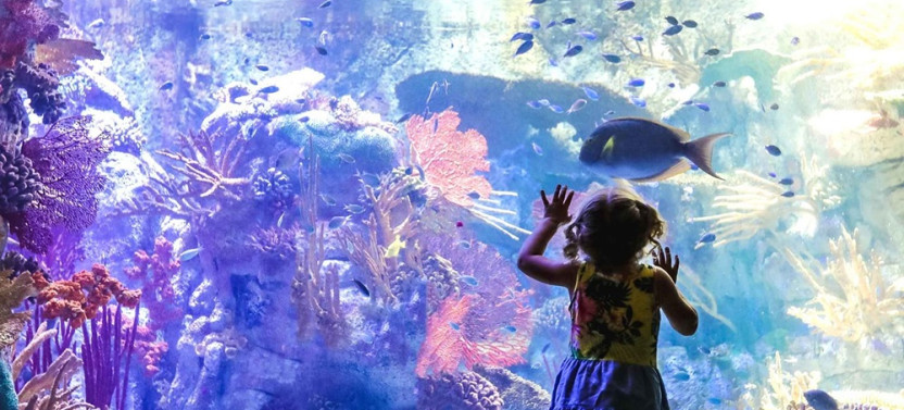 Go City | San Diego Essentials Pass: Access 3 Top Attractions
