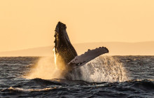 Pacific Whale Foundation153