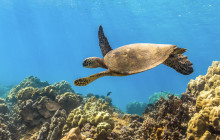 Pacific Whale Foundation154