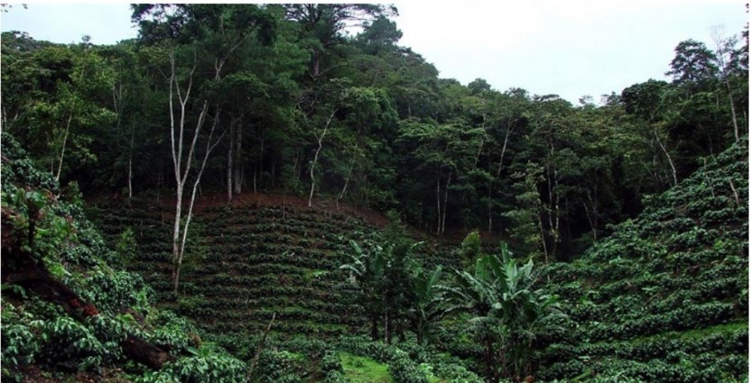 Coffee Plantation