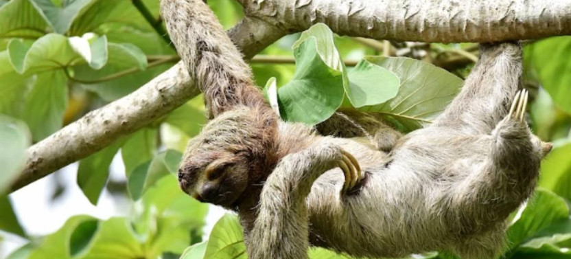 Small Group Sloth Watching Tour from La Fortuna