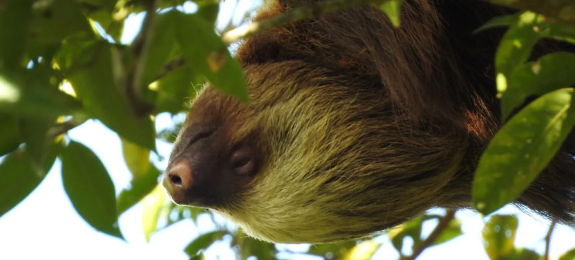 Small Group Sloth Watching Tour from La Fortuna