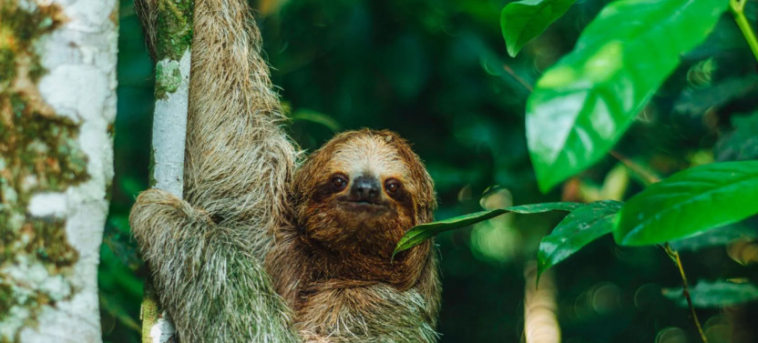 Small Group Sloth Watching Tour from La Fortuna