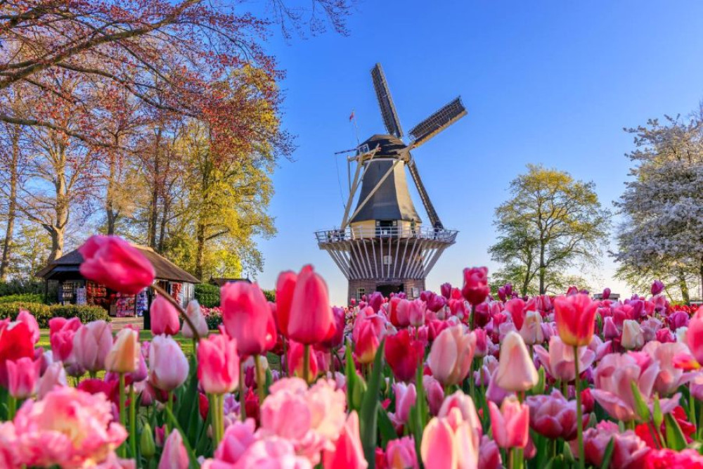 Full-day Holland Guided Keukenhof & Zaanse Schans from Brussels