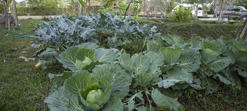 Chiang Mai Cooking Class with Garden Tour & Hotel Transfers with Pea