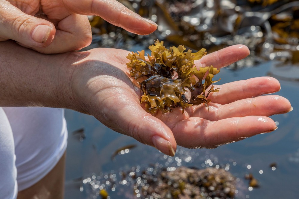 Irish Seaweed Foraging Tour And Seaweed Inspired Cuisine