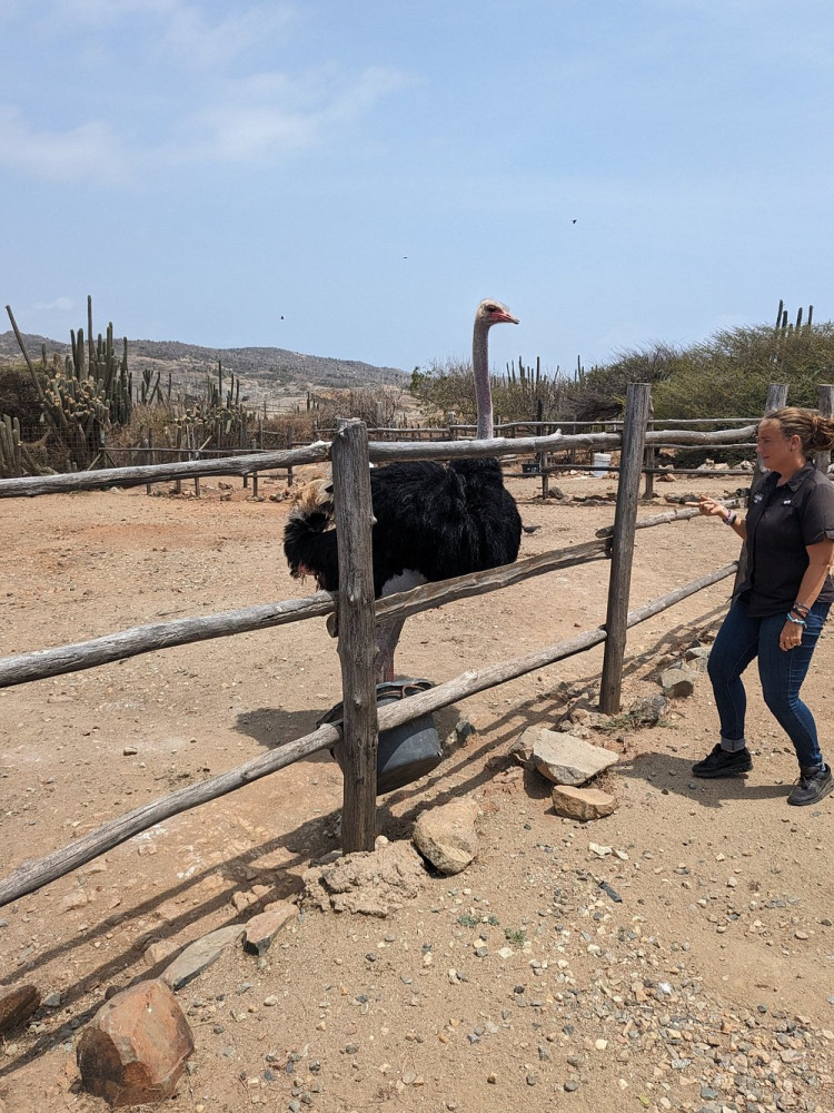 Aruba Wildlife Tour with Ostrich Farm, Donkey Sanctuary & More