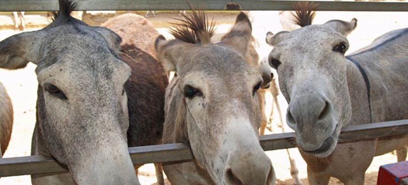 Aruba Wildlife Tour with Ostrich Farm, Donkey Sanctuary & More