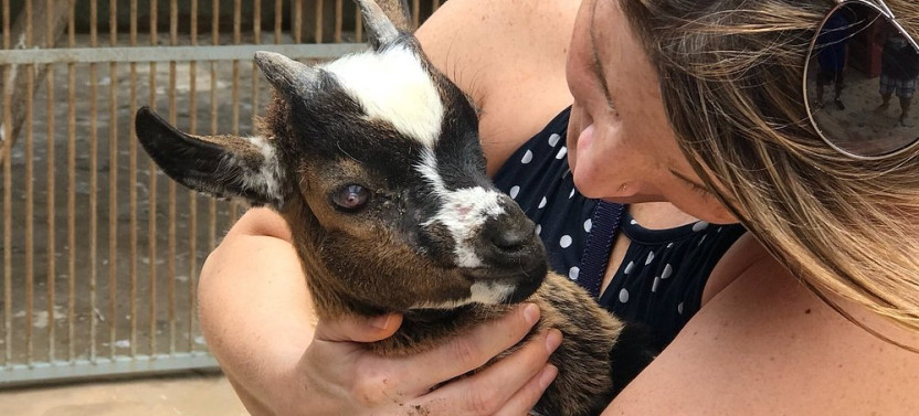 Aruba Wildlife Tour with Ostrich Farm, Donkey Sanctuary & More
