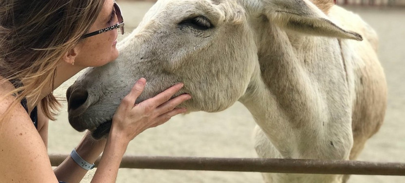 Aruba Wildlife Tour with Ostrich Farm, Donkey Sanctuary & More