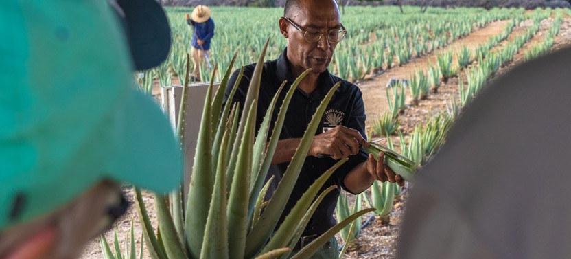 Aruba Island Bus Tour to Aloe Factory, Casibari Rocks & Arashi Beach