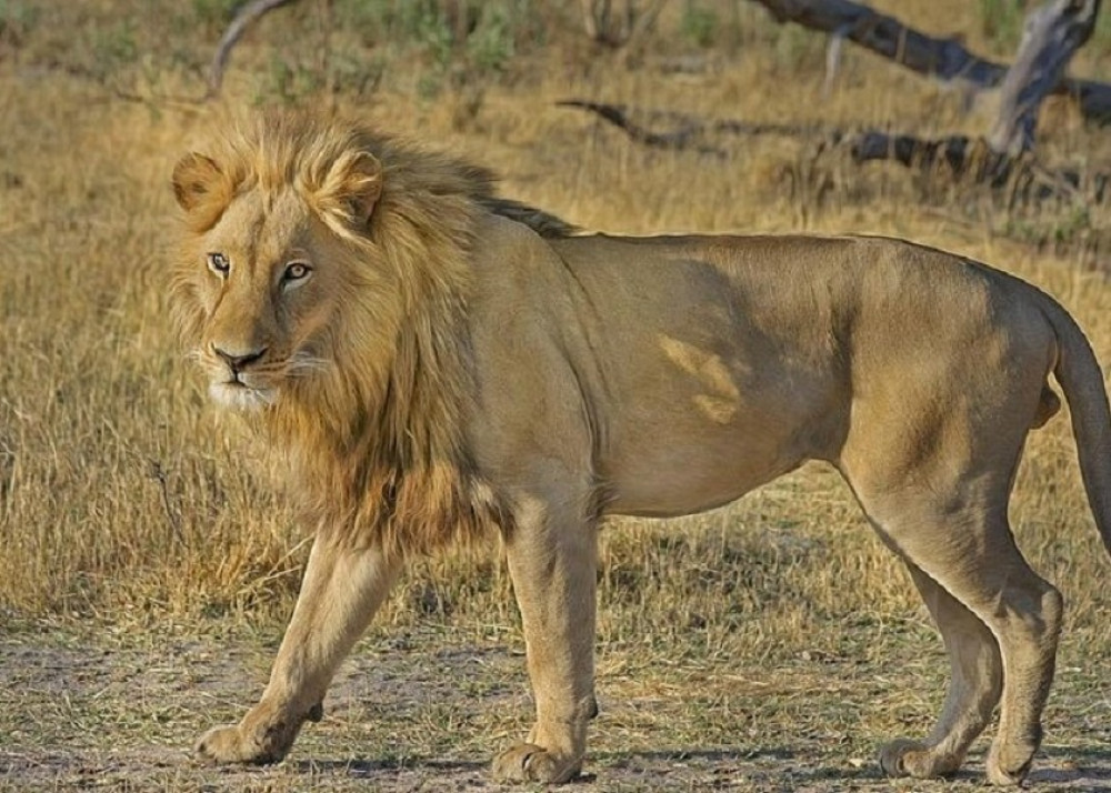 Hluhluwe Imfolozi Big 5 Reserve Day Safari from Durban