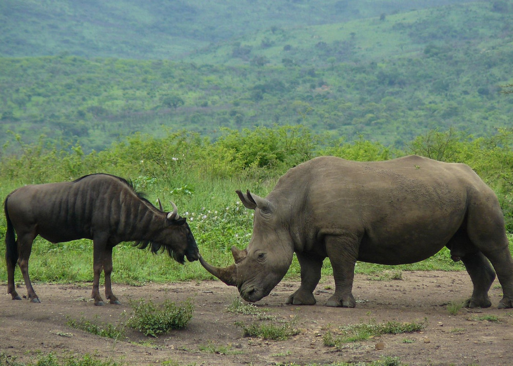 3 Days: Small Group Durban Safari Tour Package