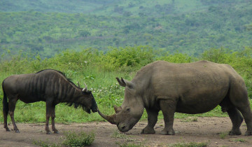 A picture of 3 Days: Small Group Durban Safari Tour Package