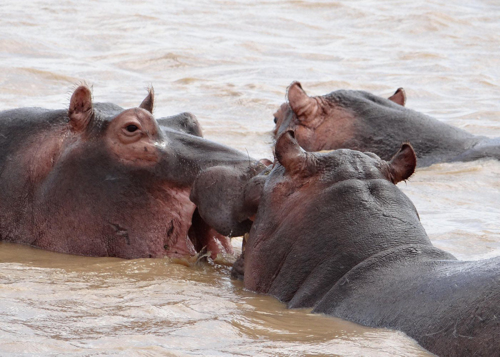 St Lucia Small Group Day Tour - Isimangaliso Wetland Park