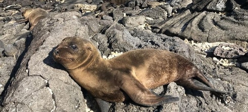 4-Day Classic Galapagos Island Hopping