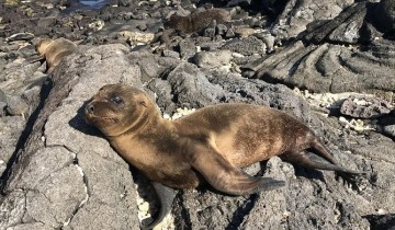 A picture of 4-Day Classic Galapagos Island Hopping