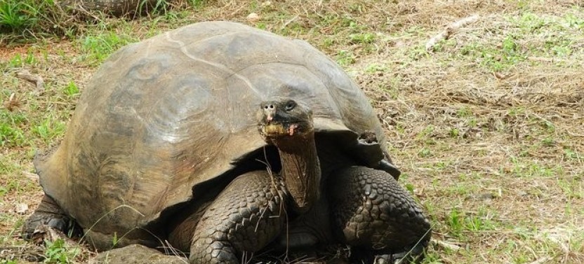 4-Day Classic Galapagos Island Hopping