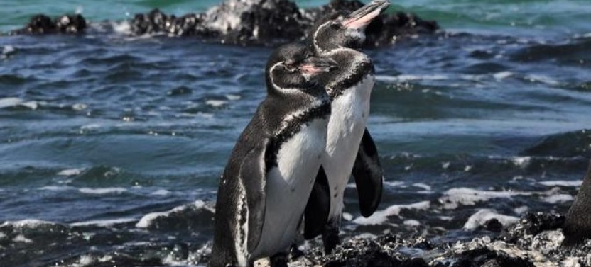 6-day Galapagos Island Hopping Budget