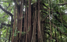 Panamanian Adventures6