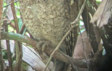 Panamanian Adventures11