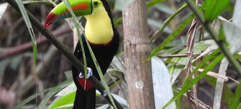 Highlights of Birdwatching and Nature in the Pipeline Road Private Tour