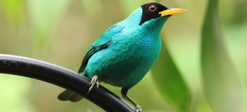 Highlights of Birdwatching and Nature in the Pipeline Road Private Tour