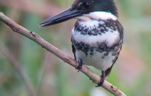 Panamanian Adventures10