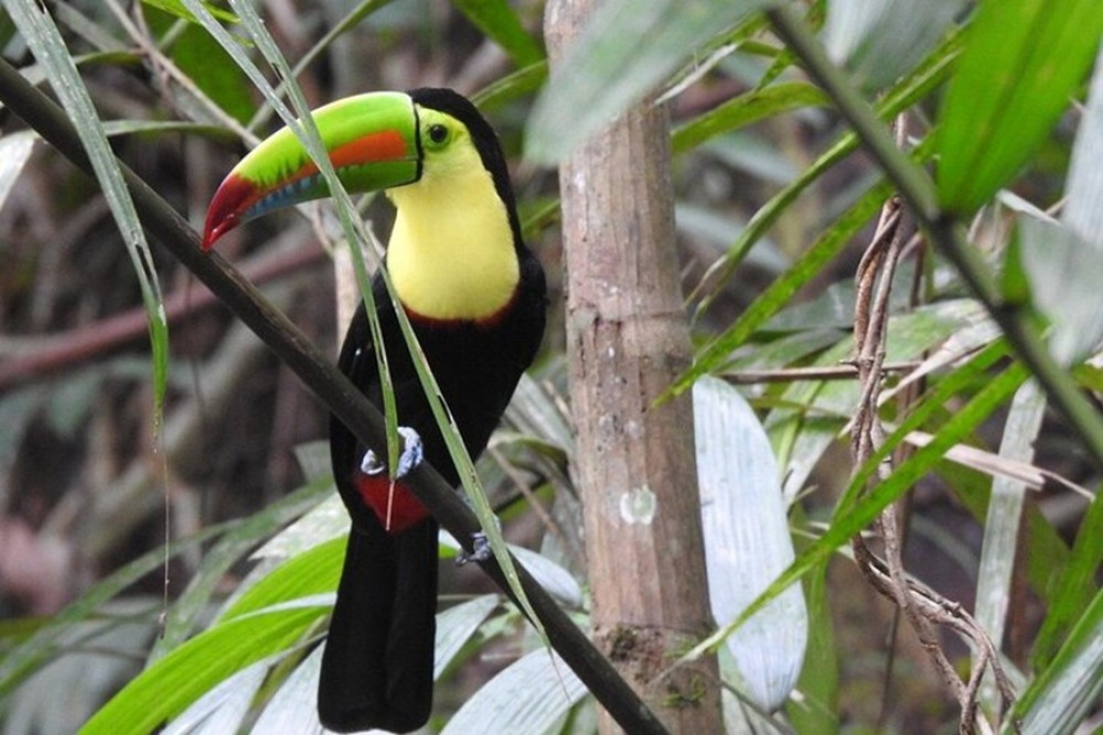 3 Day Highlights of Birdwatching and Nature in the Pipeline Road Tour