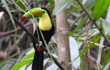 Panamanian Adventures1