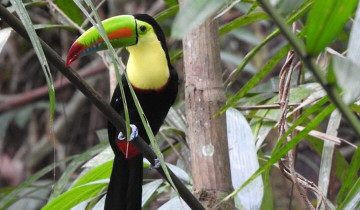 A picture of 3 Day Highlights of Birdwatching and Nature in the Pipeline Road Tour