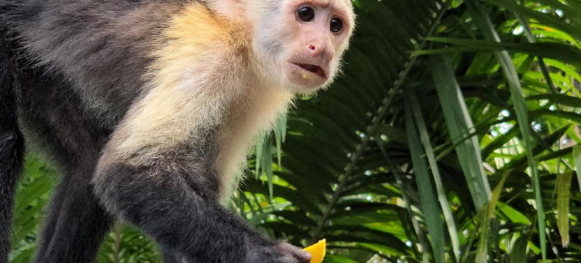 Monkey Watch and Gatun Lake Wildlife Safari Private Tour