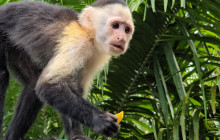 Panamanian Adventures2