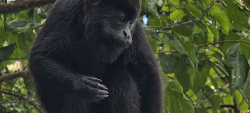 Monkey Watch and Gatun Lake Wildlife Safari Private Tour