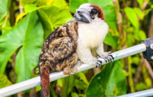 Panamanian Adventures1