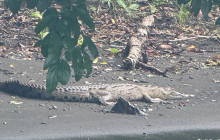 Panamanian Adventures9