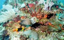 South Water Caye: 2 Dives