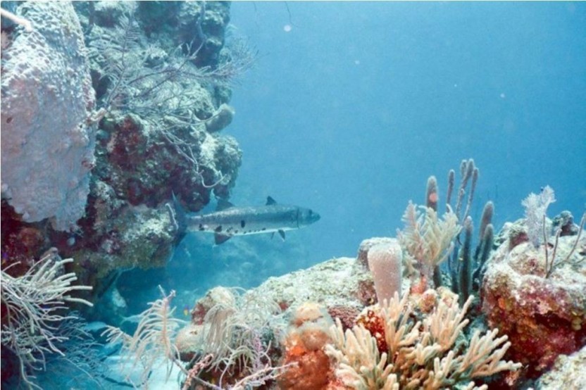 Glover’s Reef: 3 Dives