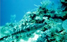South Water Caye: Snorkeling