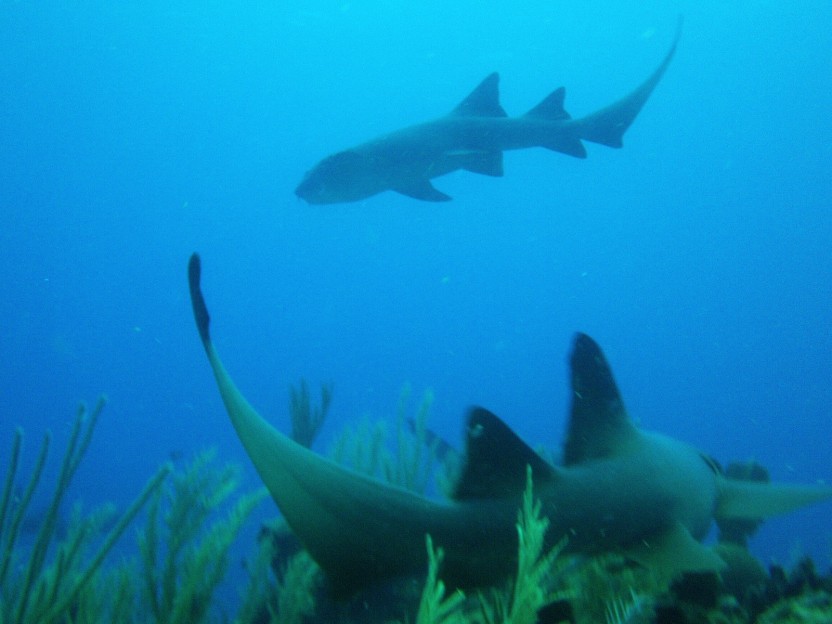 Shark Hole: 2 Dives