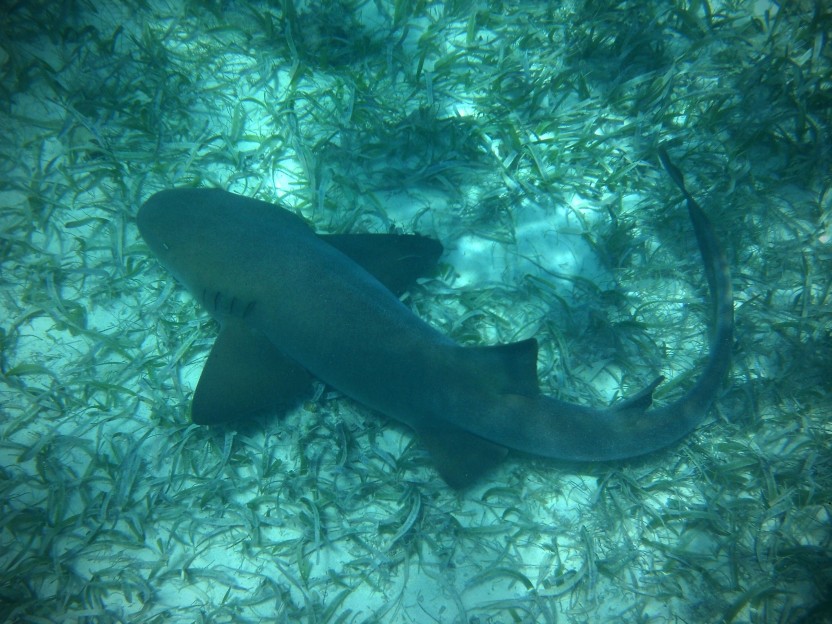 Shark Hole: 3 Dives
