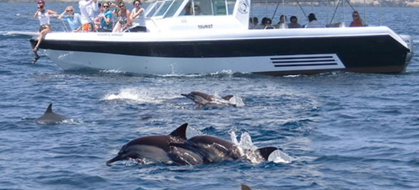 Muscat: Dolphin Watching & Coastal Sightseeing